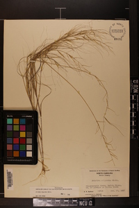 Aristida oligantha image