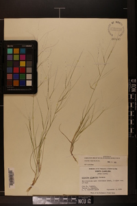 Aristida oligantha image