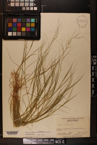 Aristida oligantha image