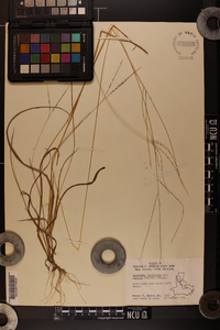 Digitaria filiformis image