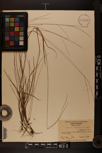 Digitaria filiformis image