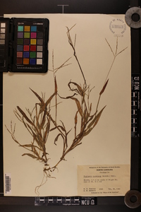 Digitaria ischaemum image