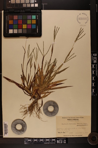 Digitaria ischaemum image