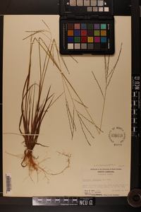 Digitaria villosa image