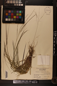 Digitaria villosa image