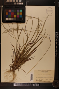 Digitaria villosa image