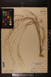 Aristida oligantha image