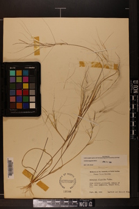 Aristida oligantha image