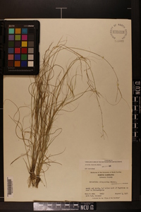 Aristida oligantha image