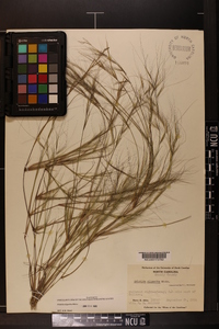 Aristida oligantha image