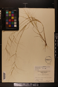 Aristida oligantha image