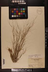 Aristida oligantha image