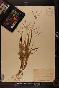 Digitaria ischaemum image