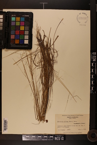 Digitaria villosa image