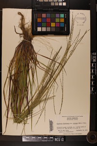 Digitaria filiformis image