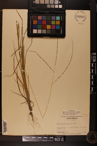 Digitaria filiformis image