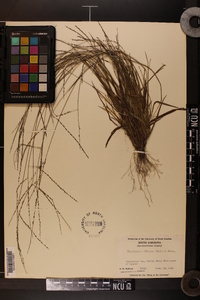 Digitaria villosa image