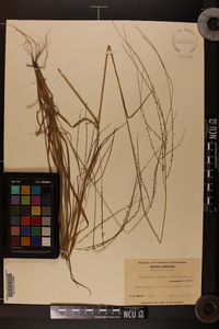 Digitaria villosa image