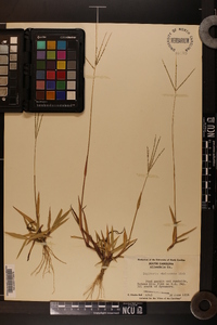 Digitaria violascens image