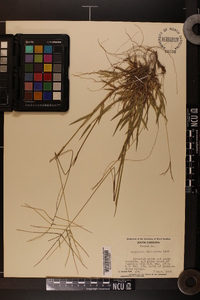 Digitaria violascens image