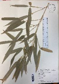 Dendrocalamus latiflorus image