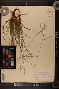 Digitaria filiformis image