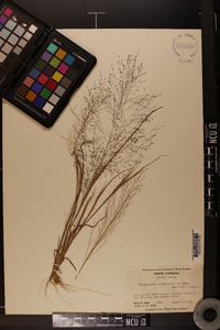 Eragrostis capillaris image