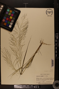 Eragrostis capillaris image