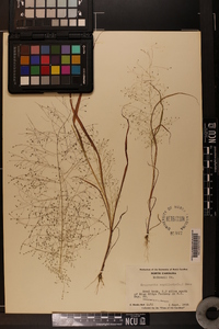 Eragrostis capillaris image