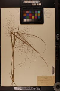 Eragrostis capillaris image