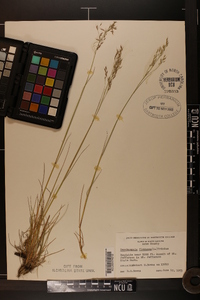 Deschampsia flexuosa image