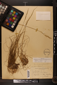 Deschampsia flexuosa image