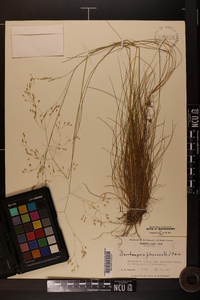 Deschampsia flexuosa image