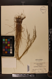 Deschampsia flexuosa image