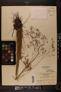 Deschampsia flexuosa image