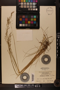 Deschampsia flexuosa image