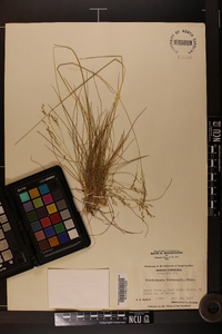 Deschampsia flexuosa image