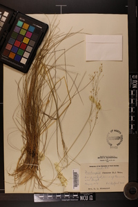 Deschampsia flexuosa image