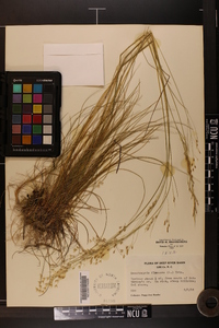 Deschampsia flexuosa image