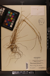 Deschampsia flexuosa image