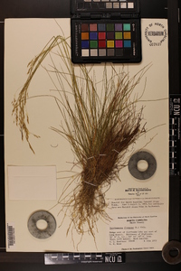 Deschampsia flexuosa image