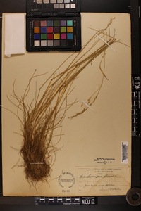 Deschampsia flexuosa image