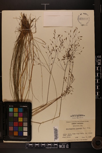 Deschampsia flexuosa image