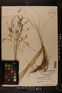 Deschampsia flexuosa image