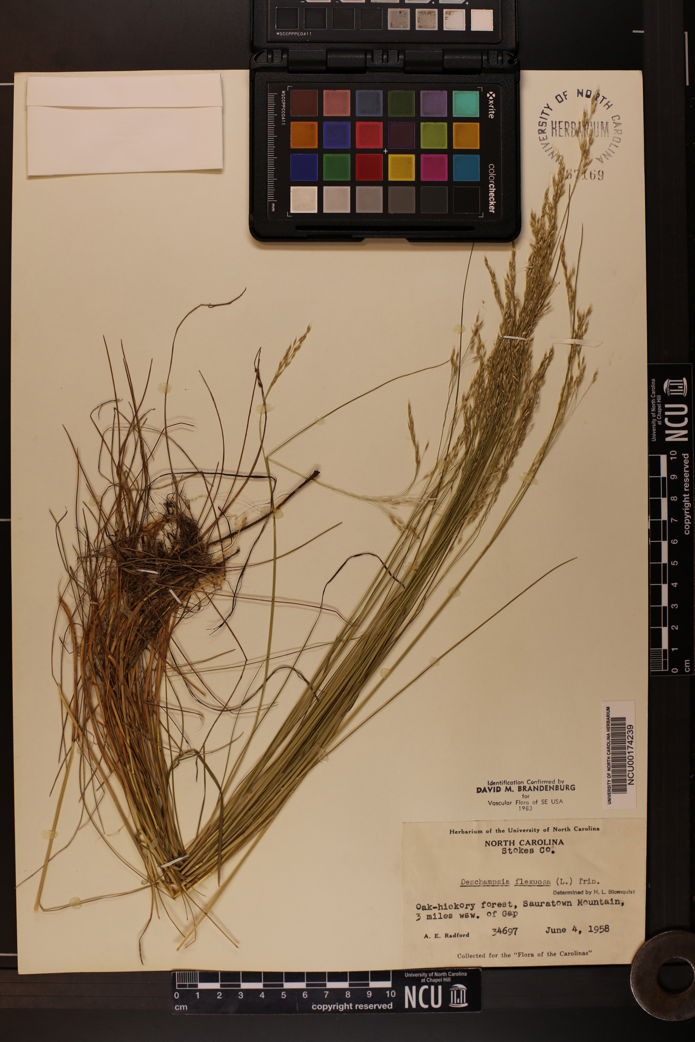 Deschampsia flexuosa image