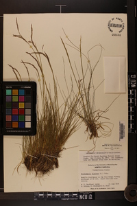 Deschampsia flexuosa image