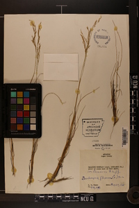 Deschampsia flexuosa image