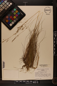 Deschampsia flexuosa image