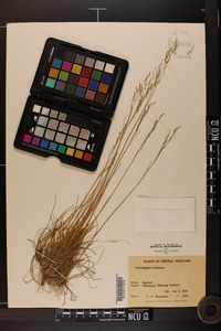 Deschampsia flexuosa image