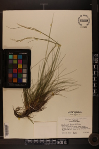 Deschampsia flexuosa image